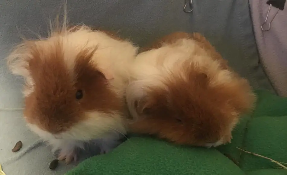 Two guinea pig on green fabric