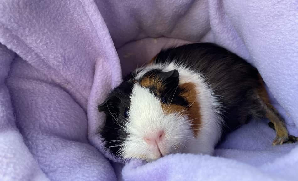 Small guinea pig resting