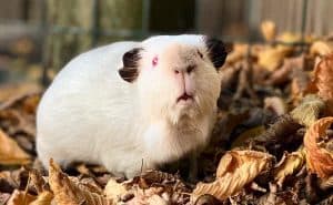 Why Doesn T My Guinea Pig Squeak Anymore Why Doesn T My Guinea Pig Squeak Anymore