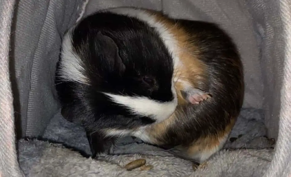 Small guinea pig sleeping