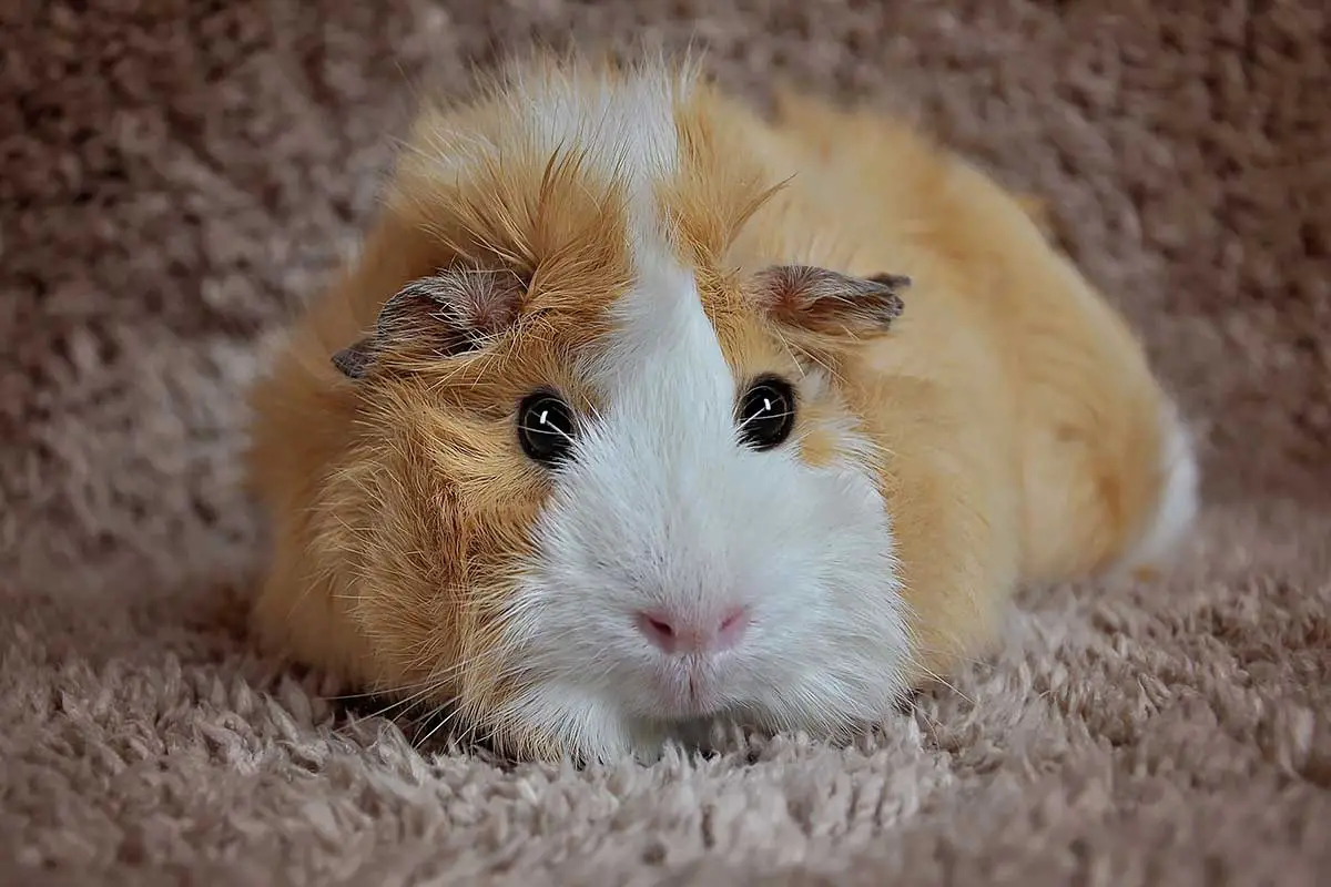 Guinea pig on carpet