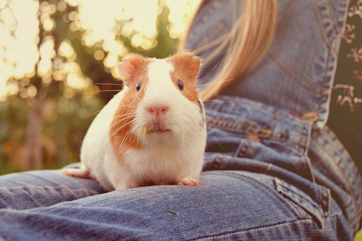 guinea pig on a lap