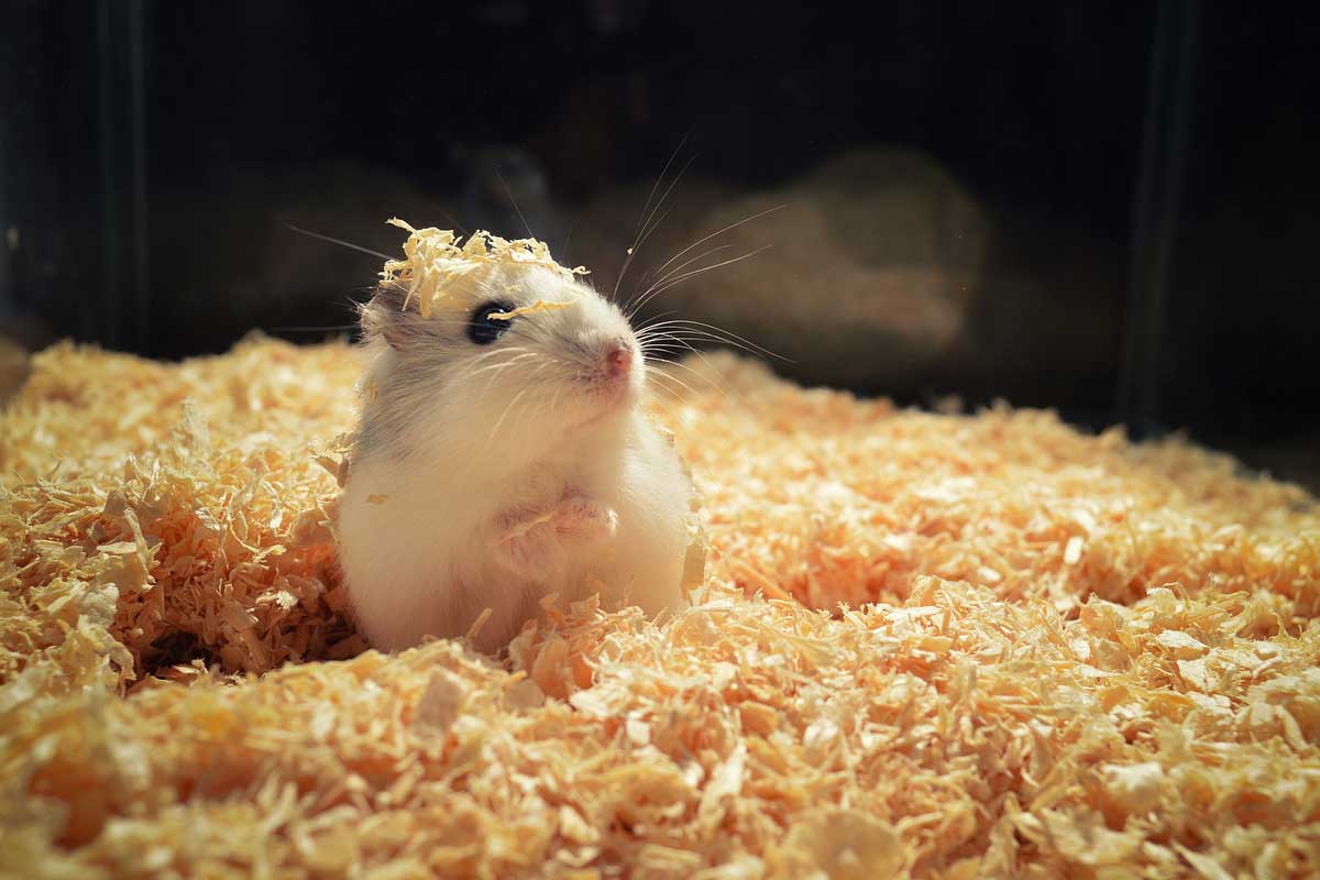 Cute hamster on wood shave