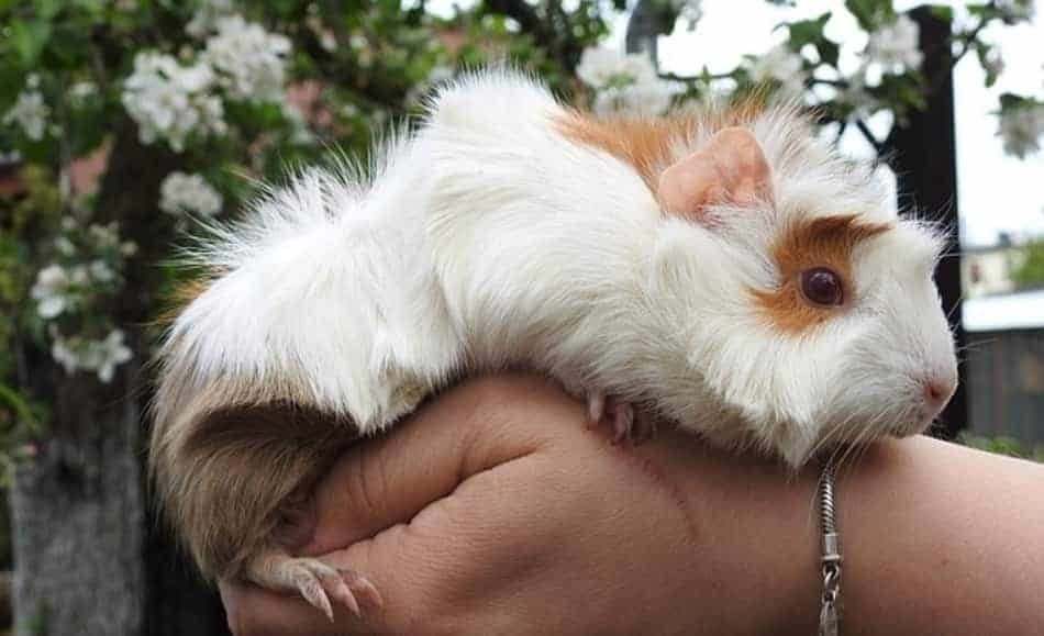 Guinea pig on woman's hand