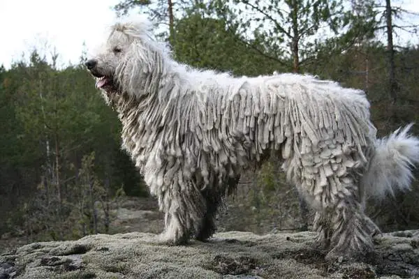 Komondor standing