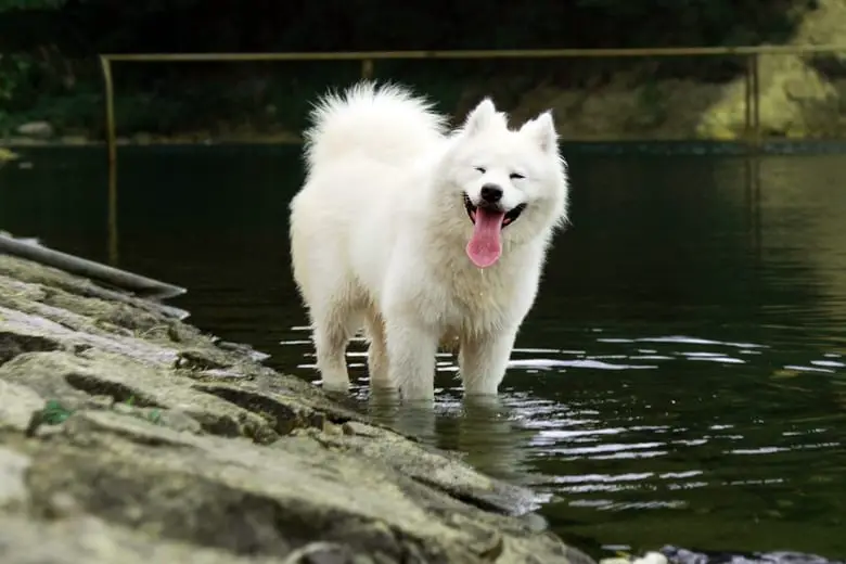 Samoyed dog in the water