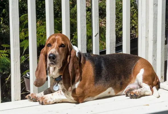 Basset hound