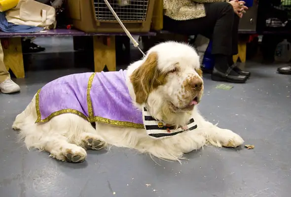 Clumber Spaniel