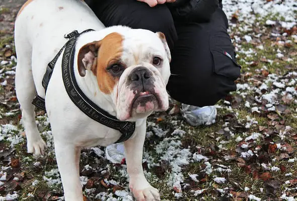 English bulldog