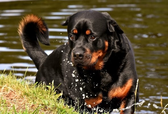 are rottweilers born with long tails