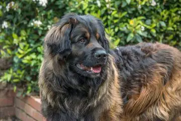15 Unique Large Dog Breeds with Long Hair (With Pictures)