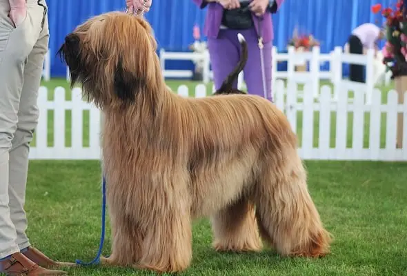 15 Unique Large Dog Breeds with Long Hair (With Pictures) - Bela Pets
