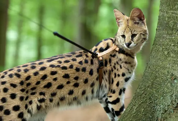 African serval