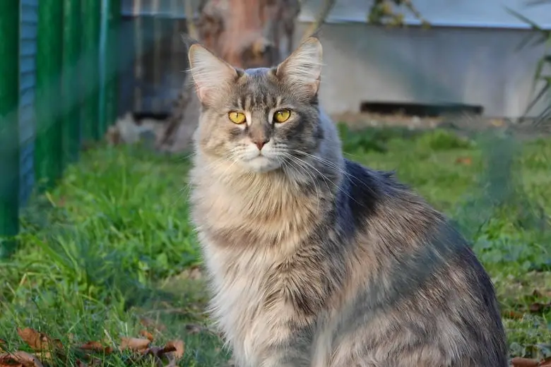 Maine coon cat