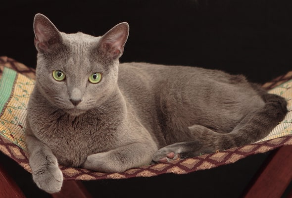 Russian blue