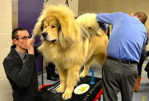 Tibetan mastiff