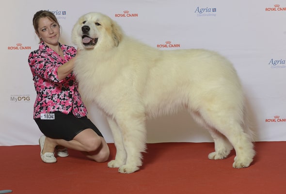 Great pyrenees