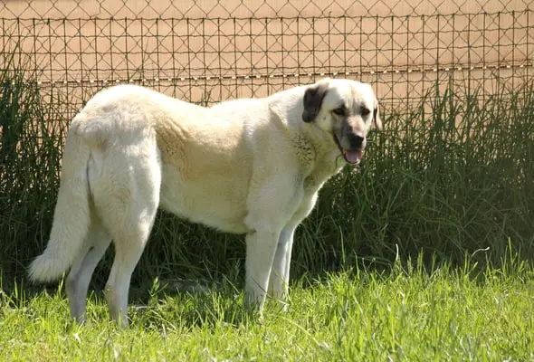 Anatolian shepherd