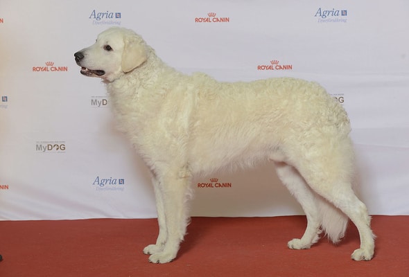 Kuvasz