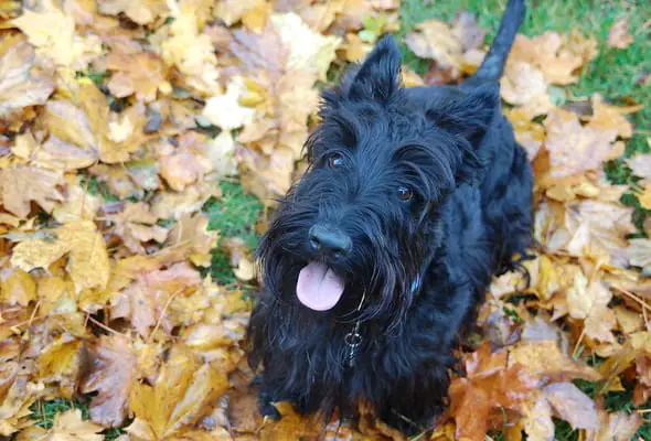 Scottish terrier