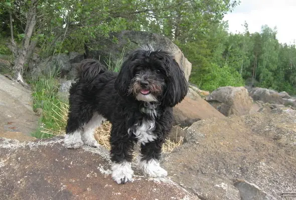 Havanese