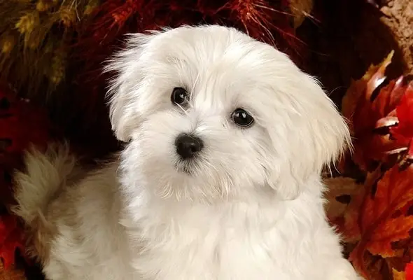 Maltese