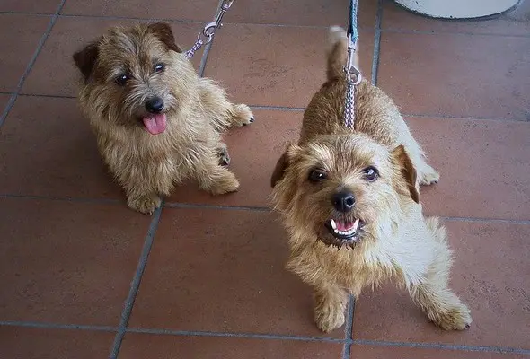 Norfolk terrier