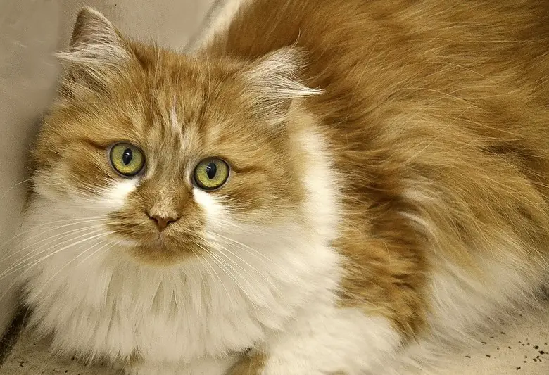 Long-haired domestic cat