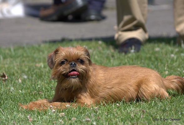 Brussels griffon