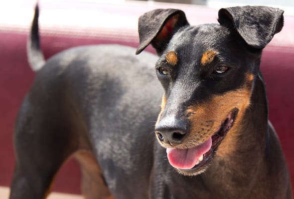 Manchester Terrier