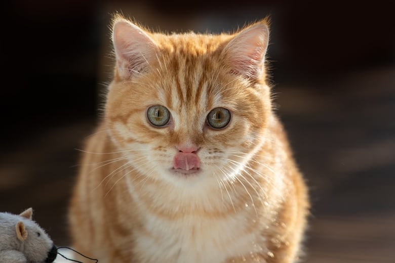 Can Kittens Eat Adult Cat Food Answered Can Kittens Eat Adult Cat Food Answered