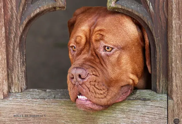 Dogue de Bordeaux