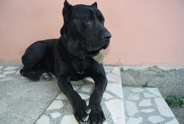 Cane corso