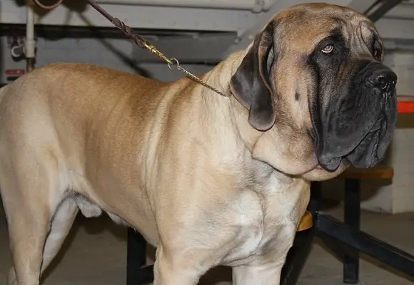 English mastiff