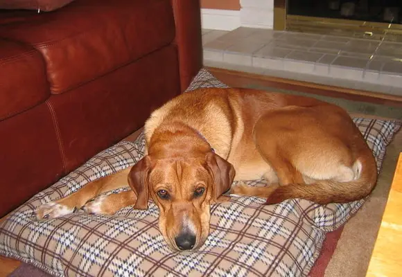 The redbone coonhound