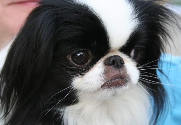 Japanese Chin