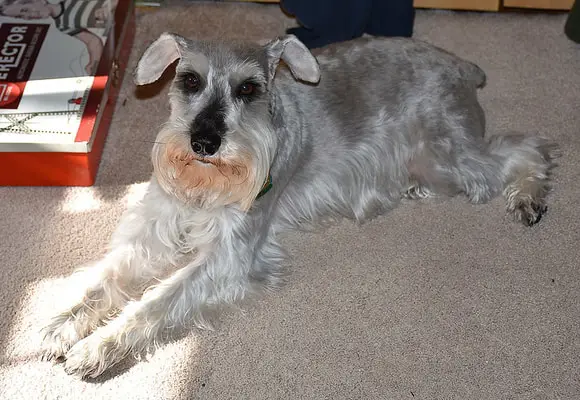 Miniature Schnauzer