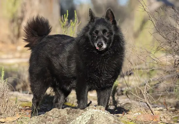 Schipperke 