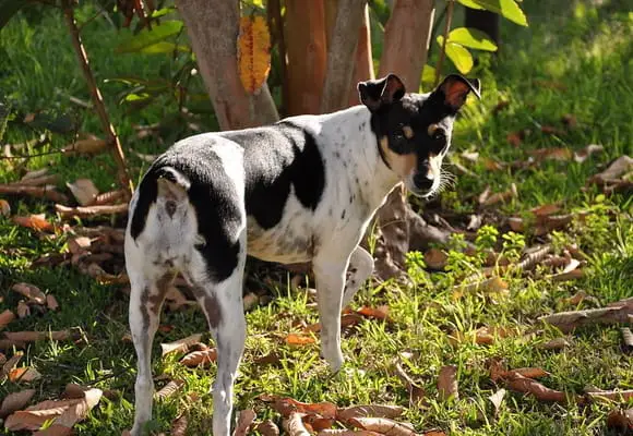 Rat terrier