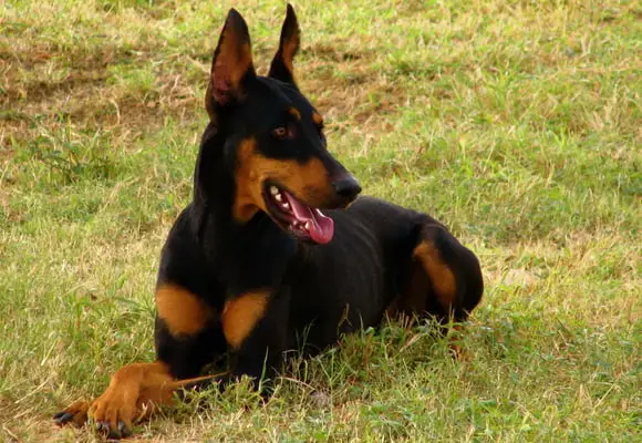 German Pinscher