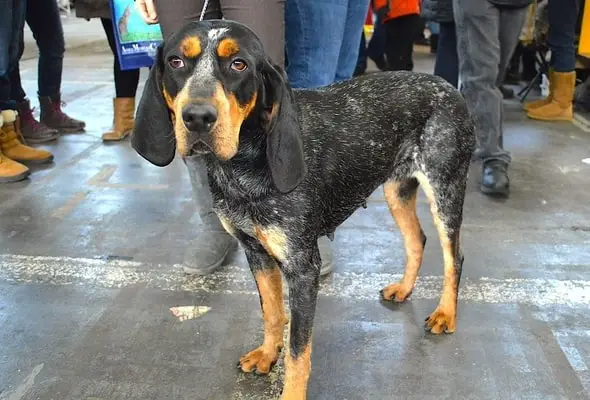 Bluetick Coonhound