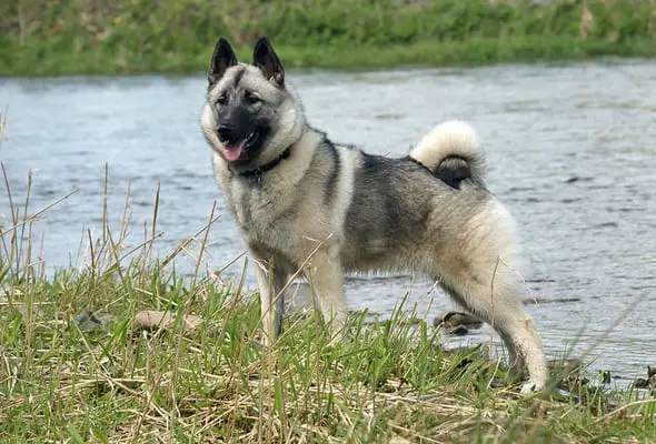 Norwegian elkhound