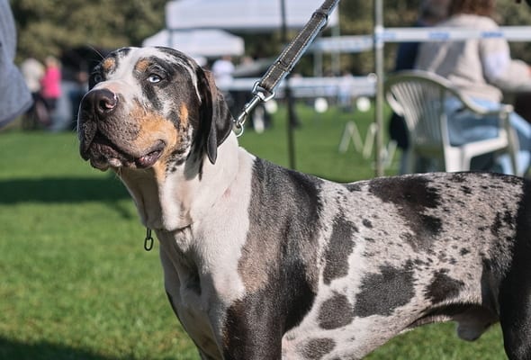 Louisiana catahoula leopard dog