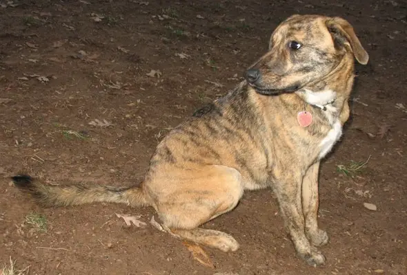 Plott Hound