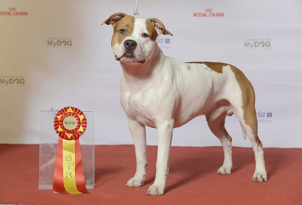 American staffordshire terrier