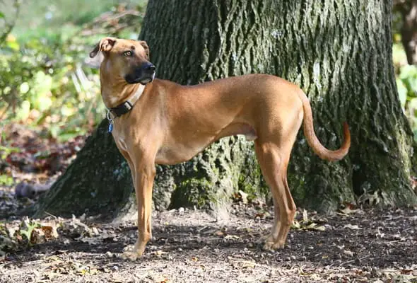 Black mouth cur