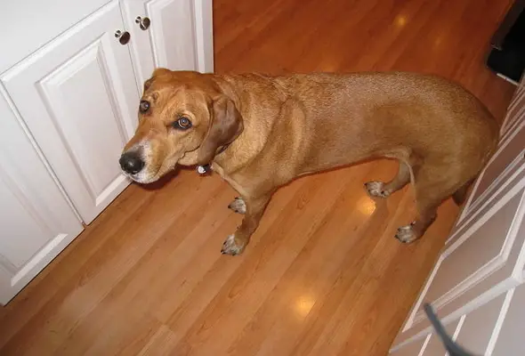 Redbone Coonhound