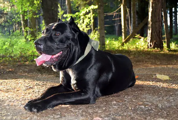 Cane Corso