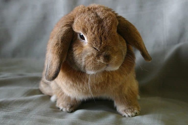 11 Irresistible Rabbits With Floppy Ears With Pictures Bela Pets