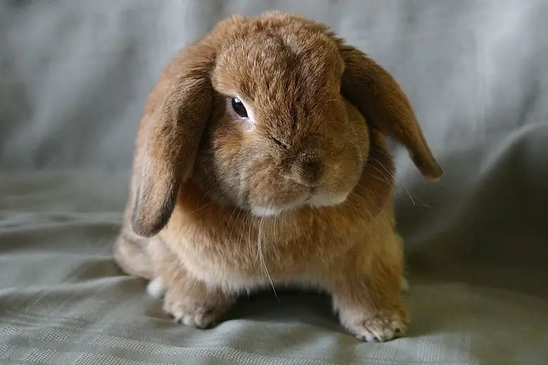 A three-year-old holland lop on couch